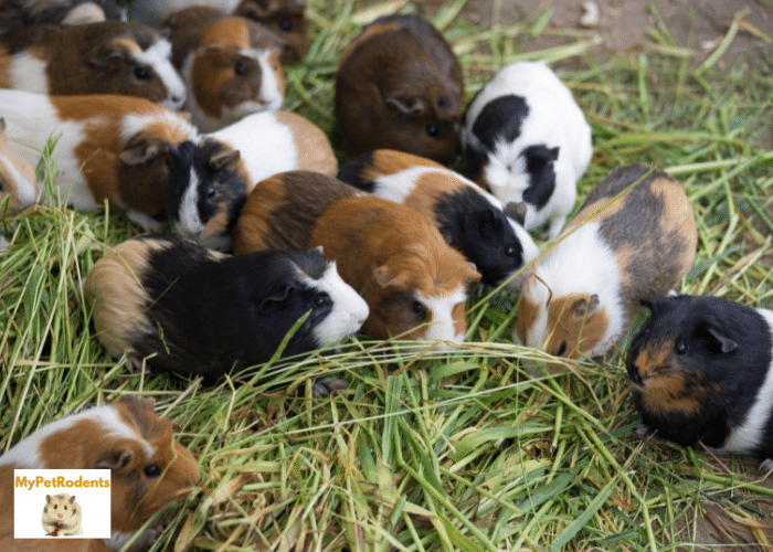Unveiling The Journey What Is The Lifespan Of A Guinea Pig?