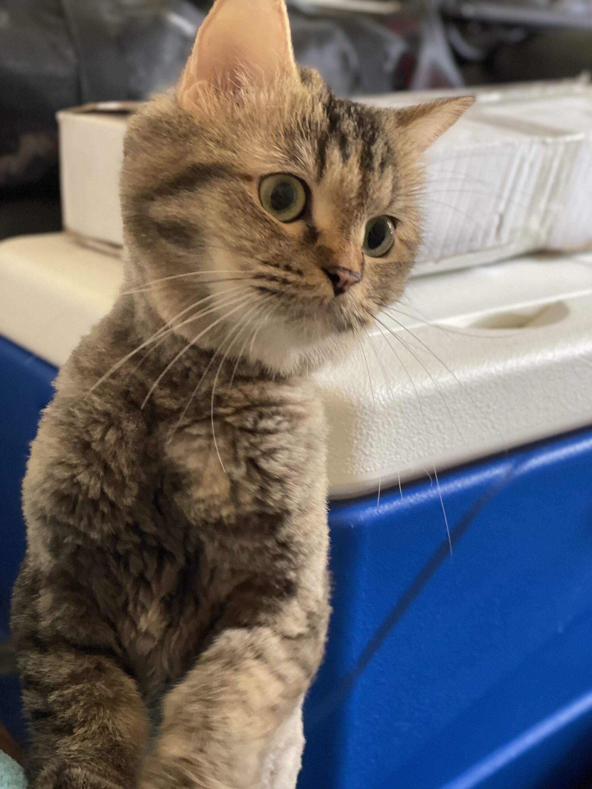 Friendly cat for adoption MyPetsa