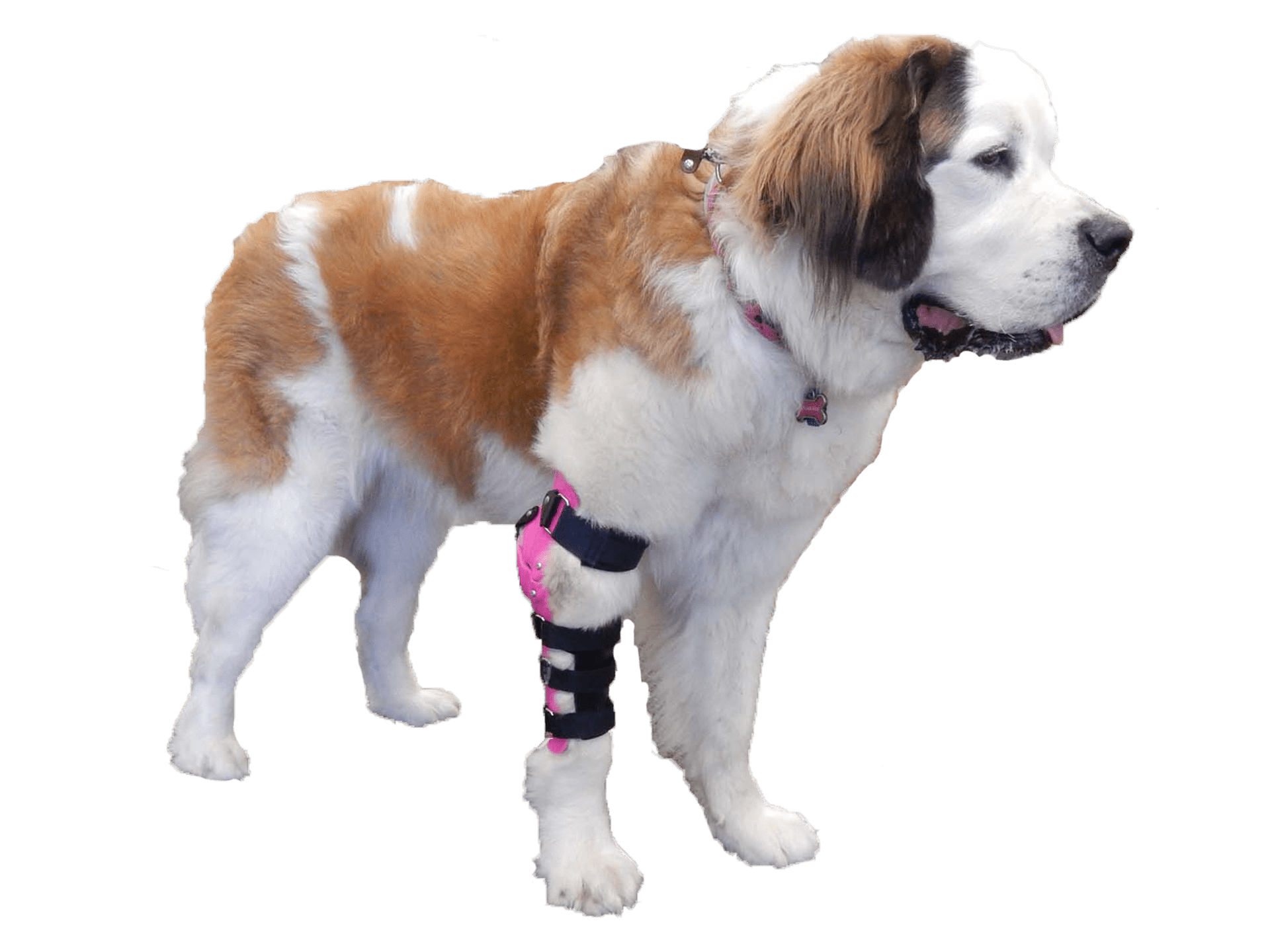 Custom Elbow Braces For Dogs My Pet's Brace