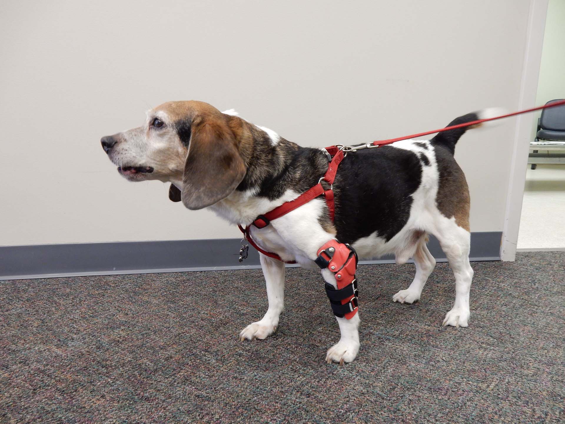 Custom Elbow Braces For Dogs My Pet's Brace