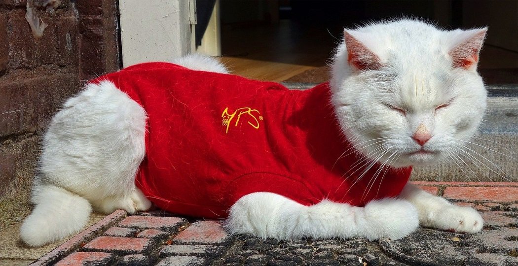 Why Do Cats Fall Over When They Wear Clothes (2021) Your