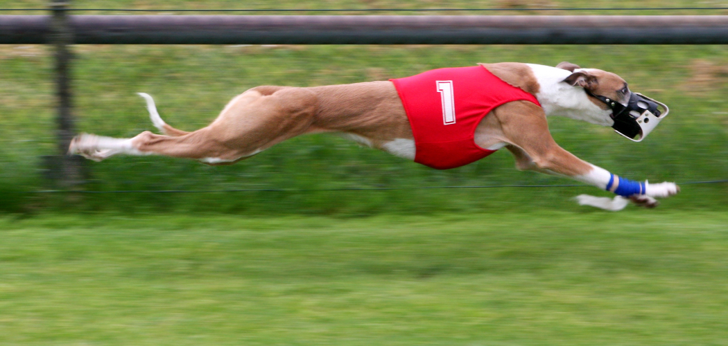 How to Make a Lure Course for Dogs 7 Steps Instructions (2024)