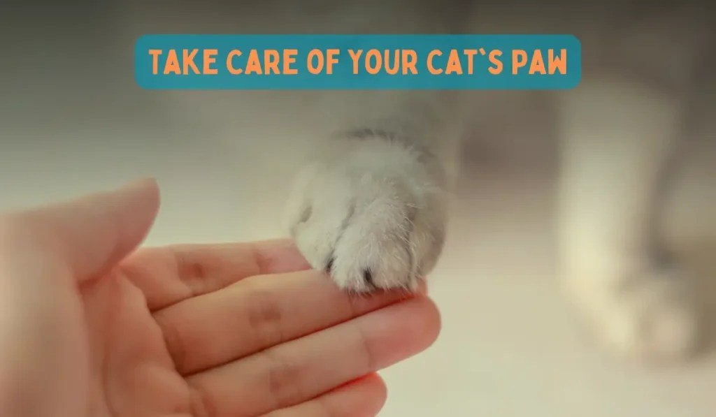 🐾5 Best Moisturizers for Your Cat's Paws My Pets Guide