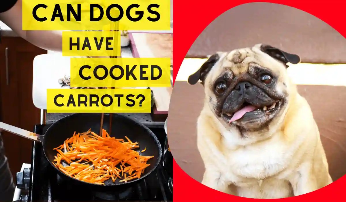 Can Dogs Have Cooked Carrots? My Pets Guide
