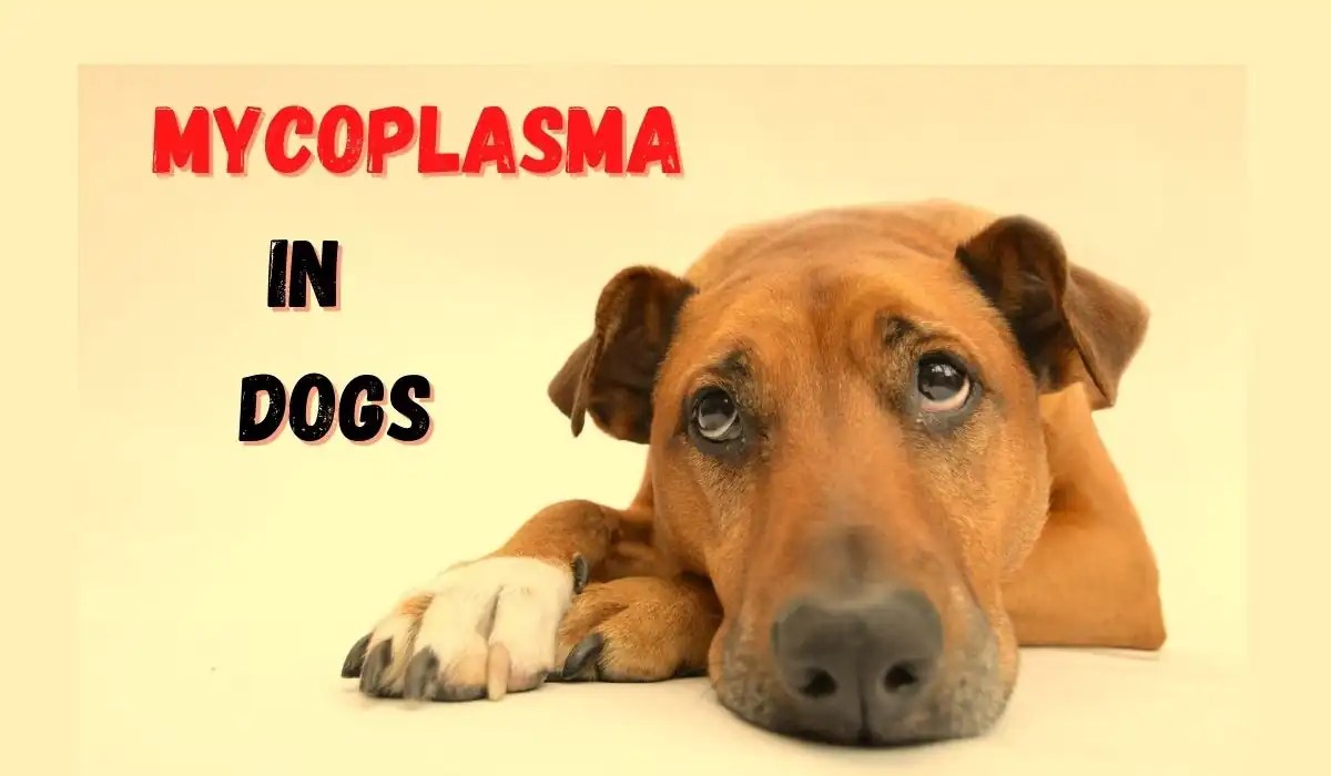 Is Mycoplasma In Dogs Contagious