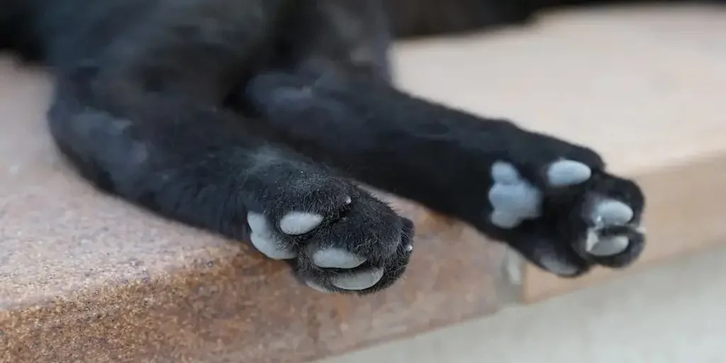 Why Are My Cat's Paw Pads Peeling? (2024)