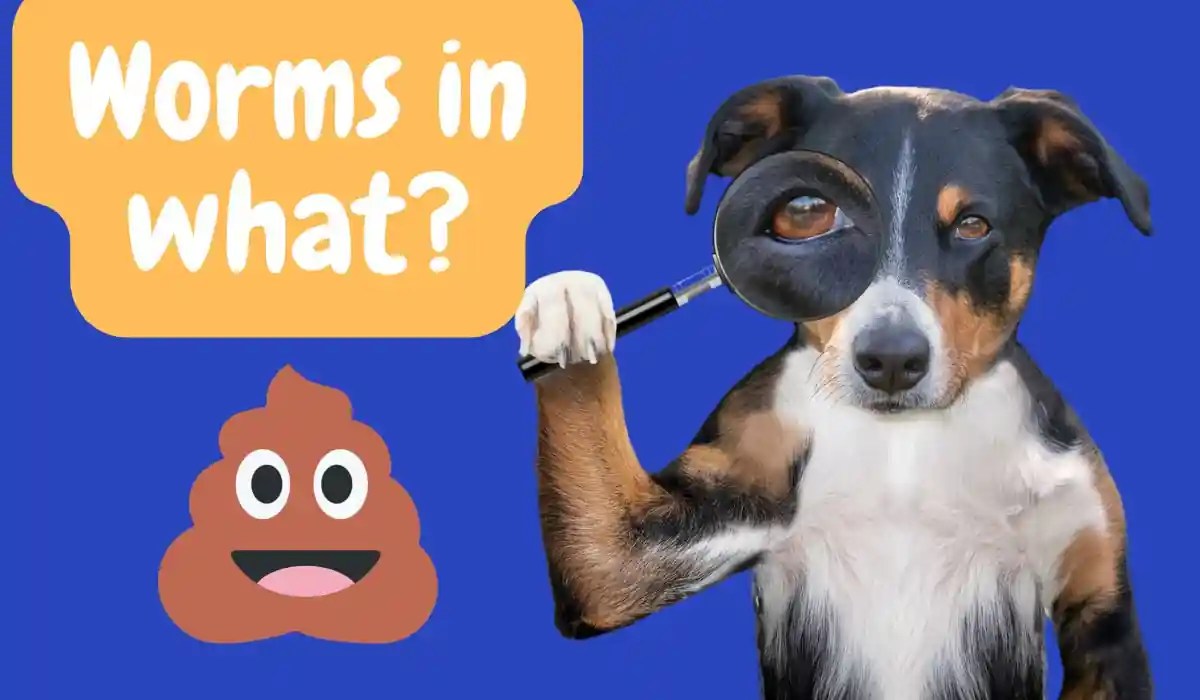 Worms Begone! Understanding and Preventing Worms in Dogs My Pets Guide