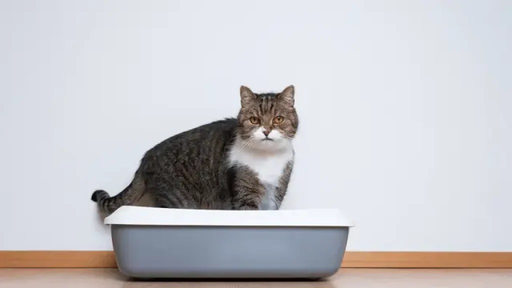 How Many Litter Boxes For One Cat My Pets Guide