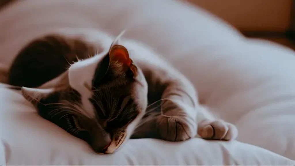 Why Does My Cat Sleep On My Pillow My Pets Guide