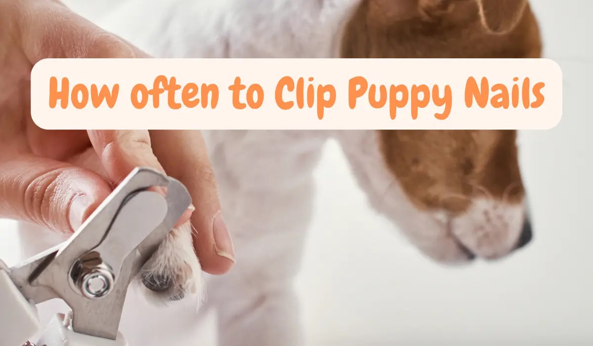 How Often To Clip Puppy Nails My Pets Guide