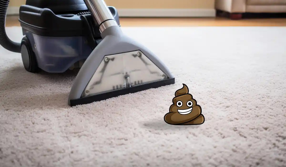 How To Clean Cat Poop From Carpet My Pets Guide