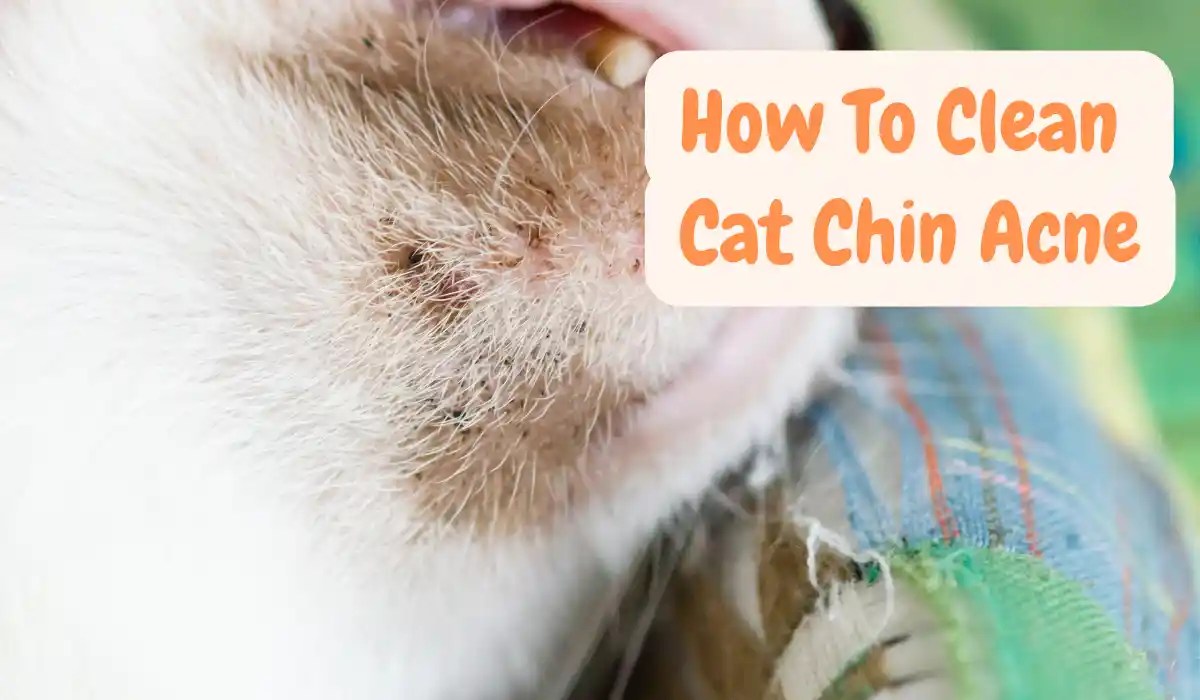 How To Clean Cat Chin Acne My Pets Guide