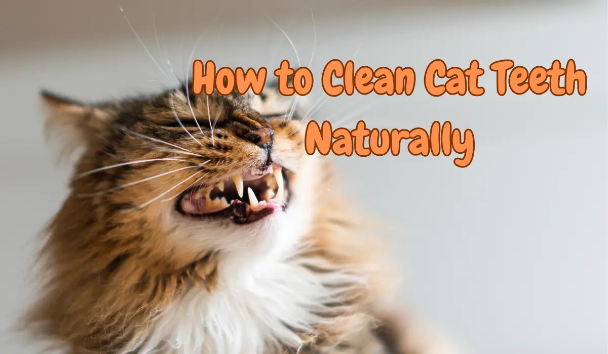 How To Clean Cats Teeth Naturally My Pets Guide
