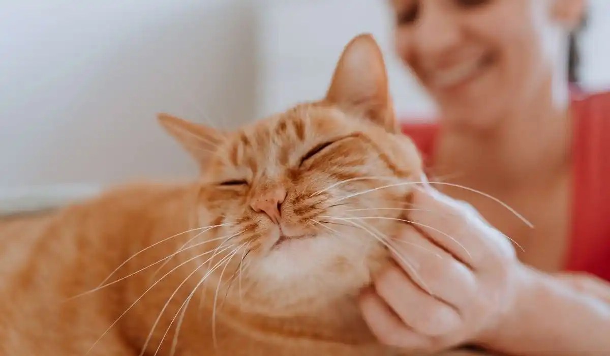 How Do Cats Show Affection to Humans My Pets Guide