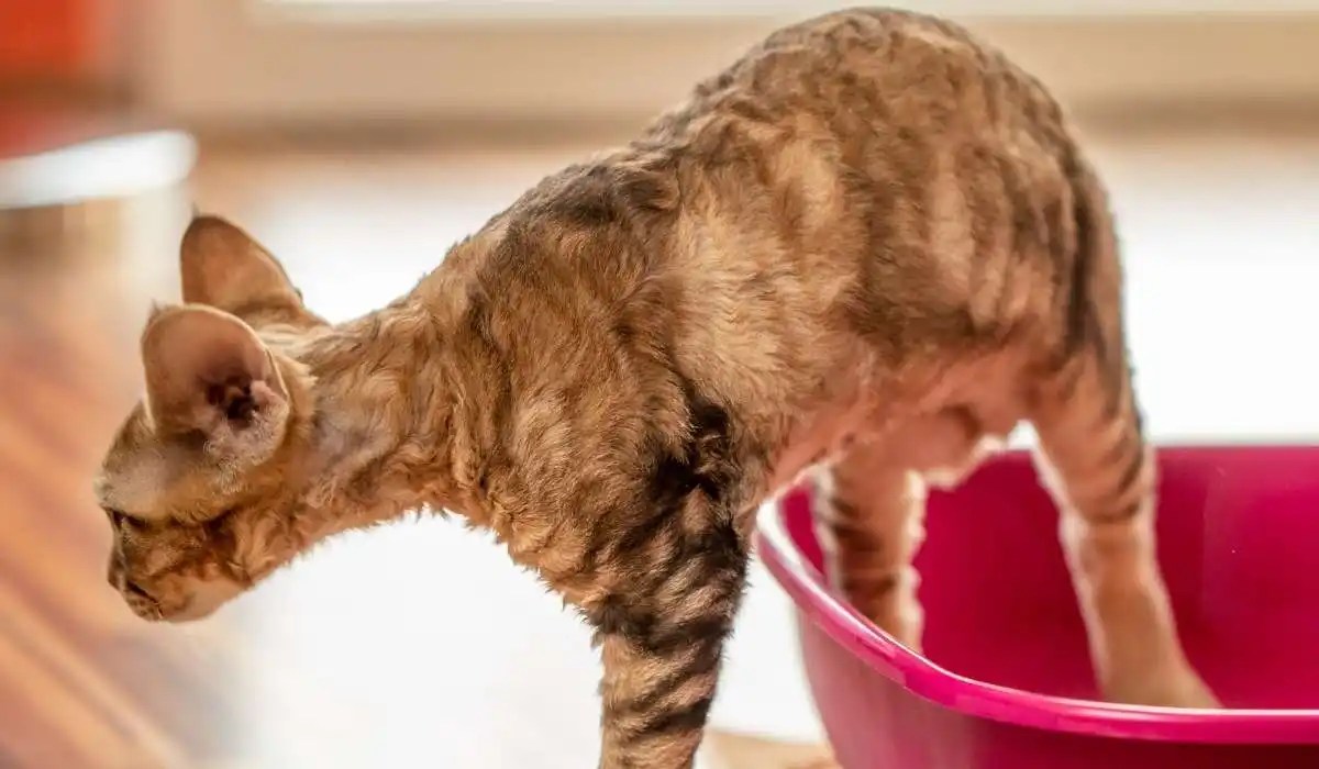 How Long Does Cat Urine Odor Last My Pets Guide