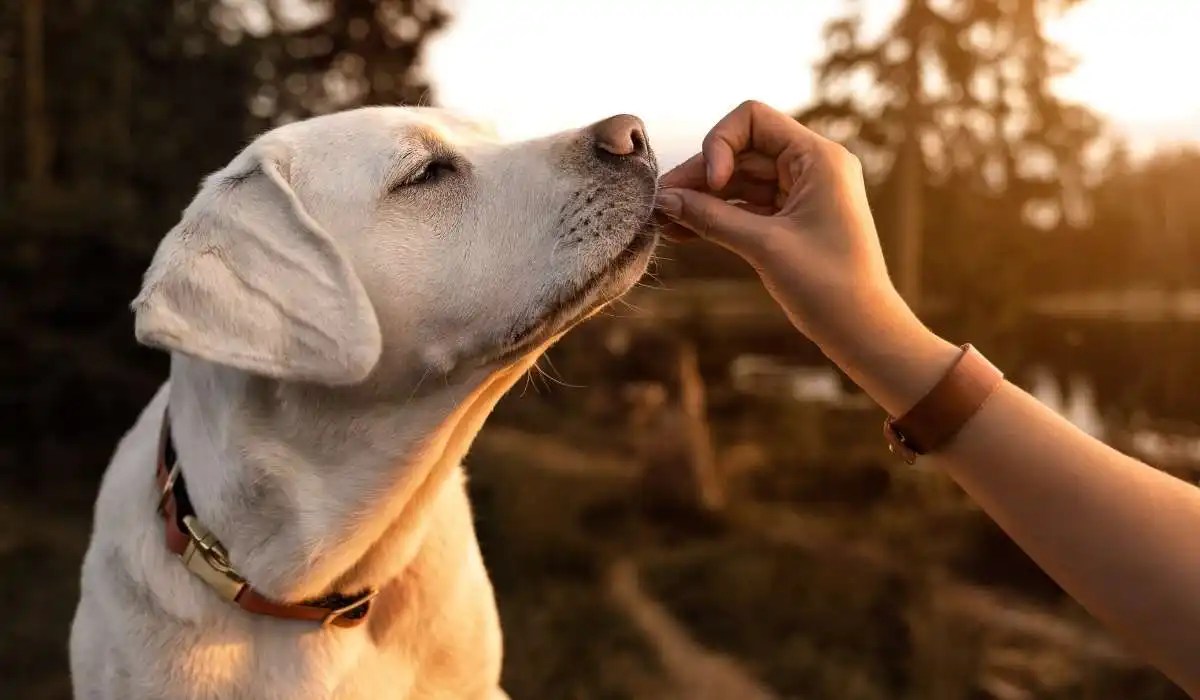 How Much Feed Puppy Labrador My Pets Guide
