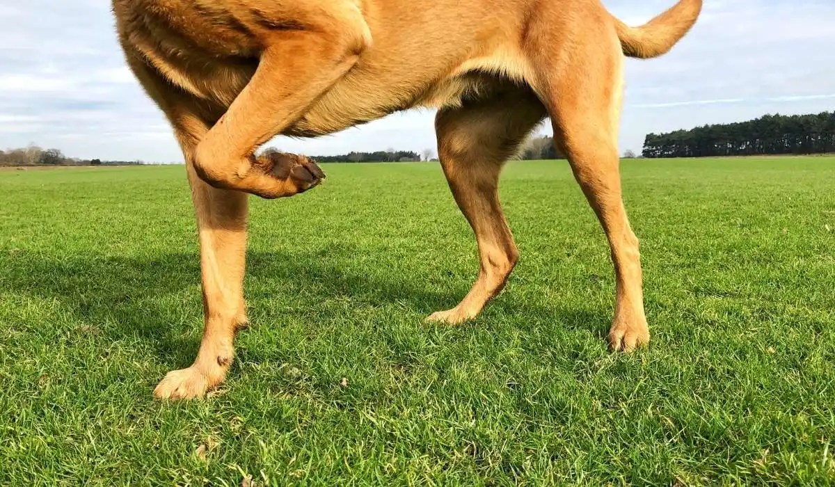 How to Fix a Dog Broken Leg at Home My Pets Guide