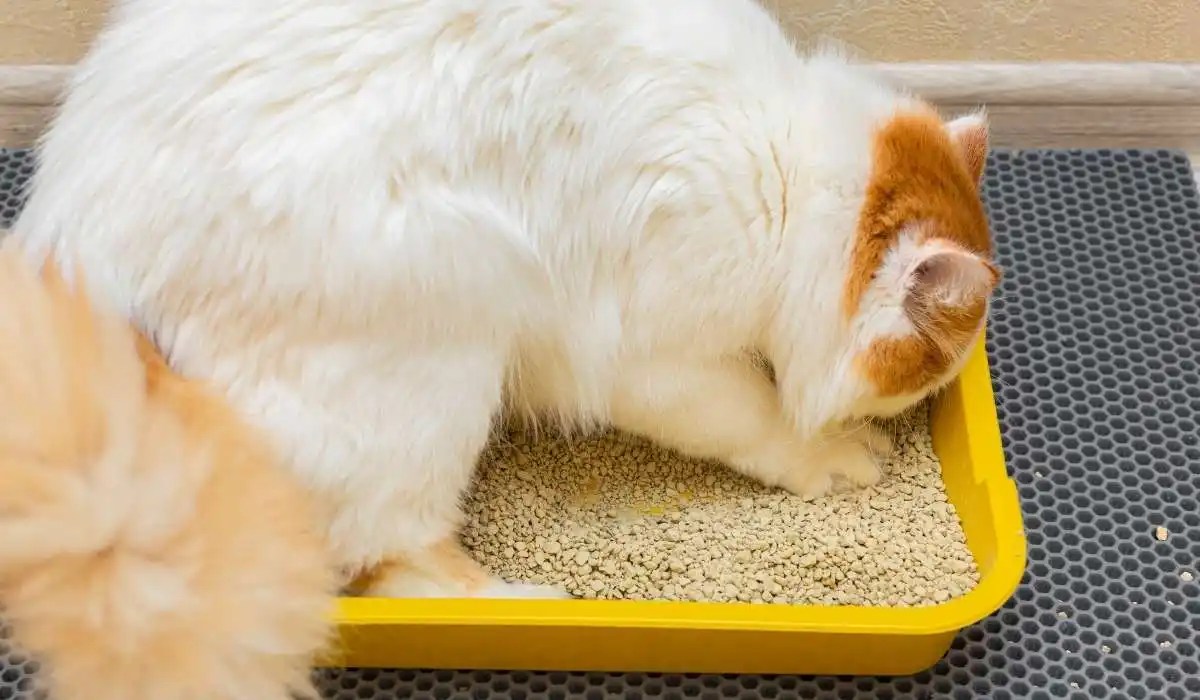 How to Get Cat Litter Out of Carpet My Pets Guide