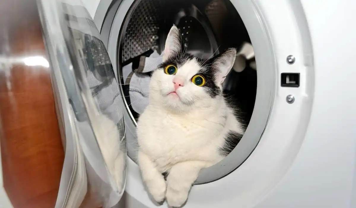 How to Get Cat Pee Smell Out of the Dryer My Pets Guide