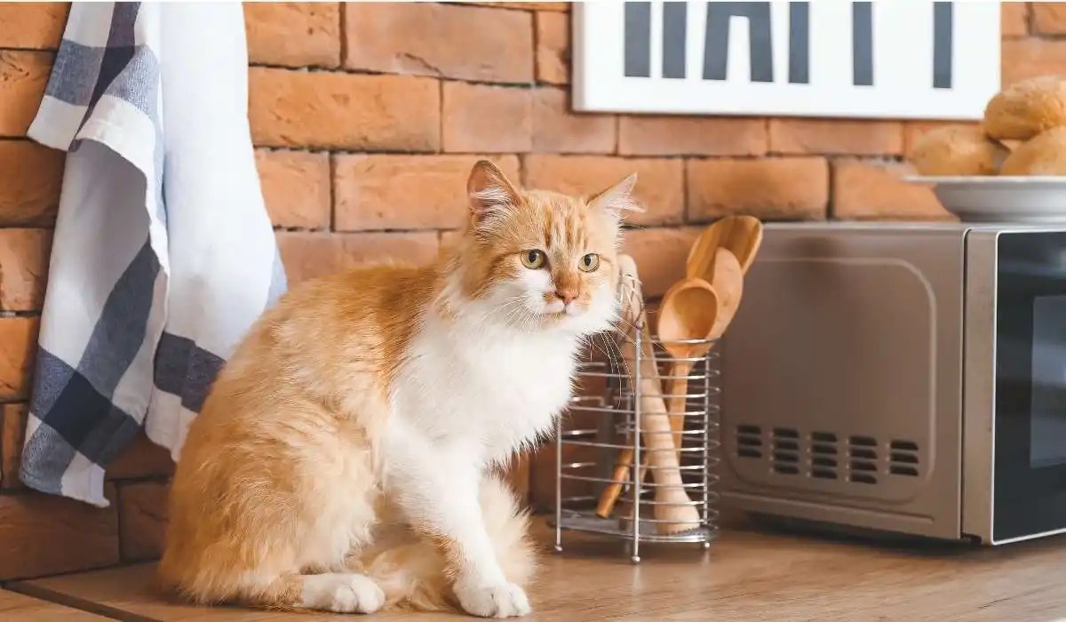 How to Keep Cats off Counters Naturally My Pets Guide