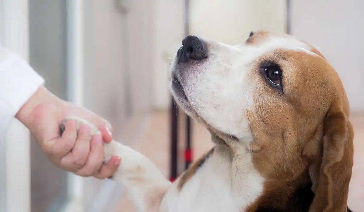 How to Make a Dog Throw up With Hands My Pets Guide