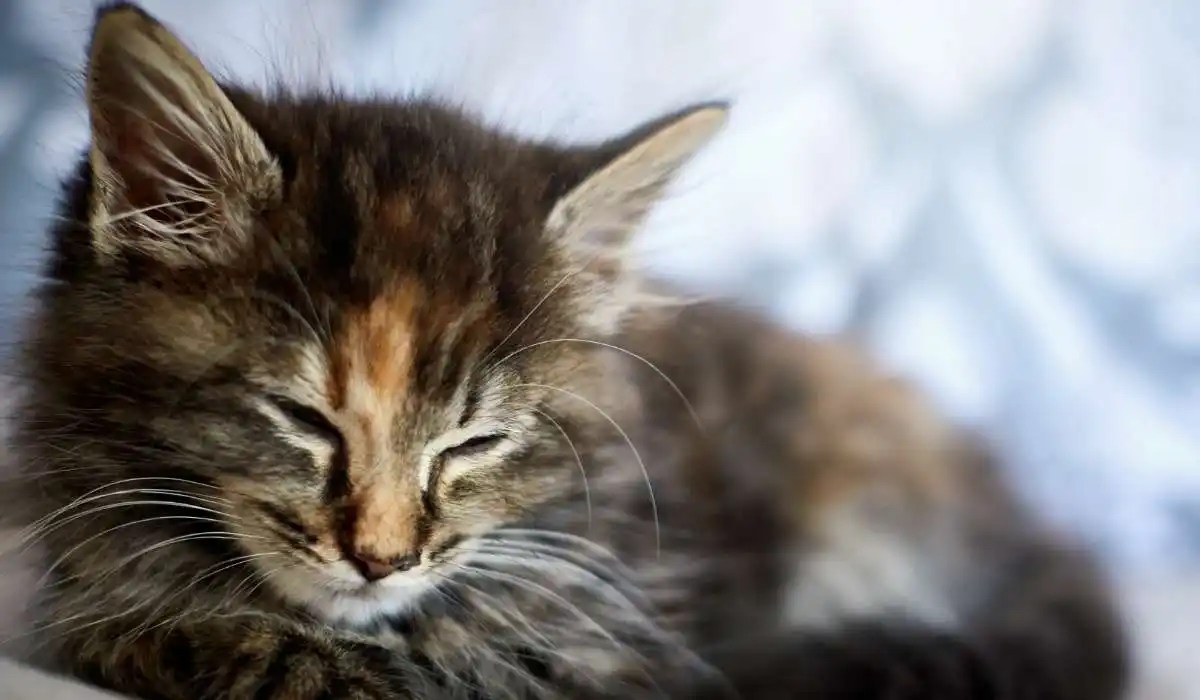 How to Raise a Kitten to Be Cuddly My Pets Guide