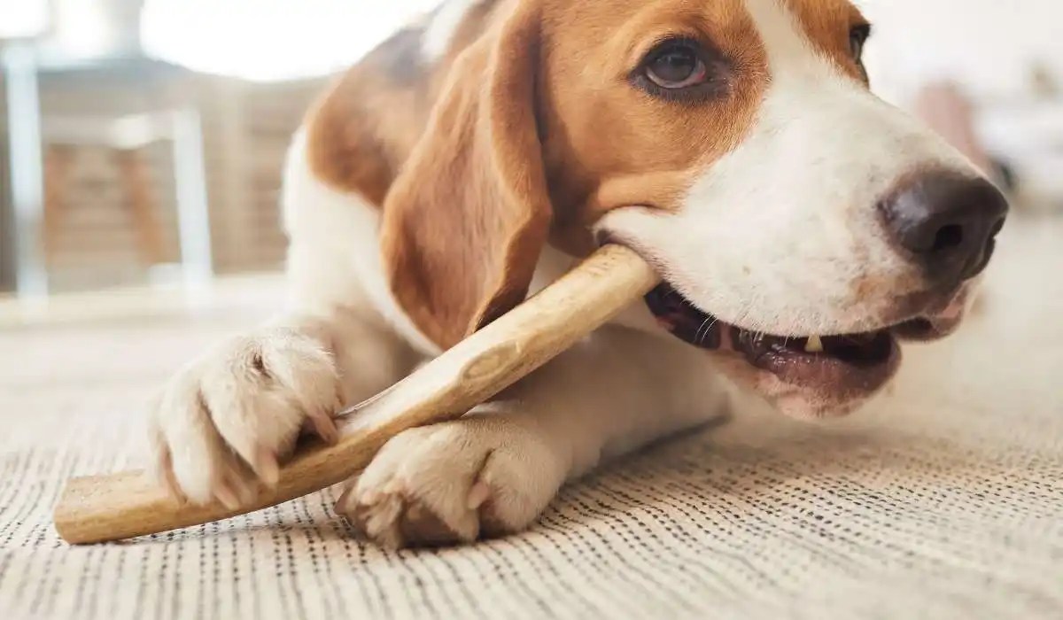 How to Stop Your Dog From Chewing Wood My Pets Guide