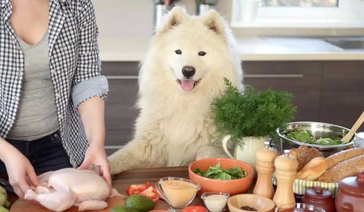 My Dog Ate a Small Piece of Onion My Pets Guide