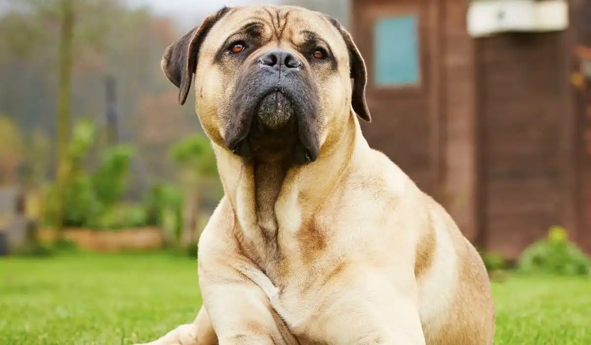 My Dog Hasn't Pooped in 3 Days My Pets Guide