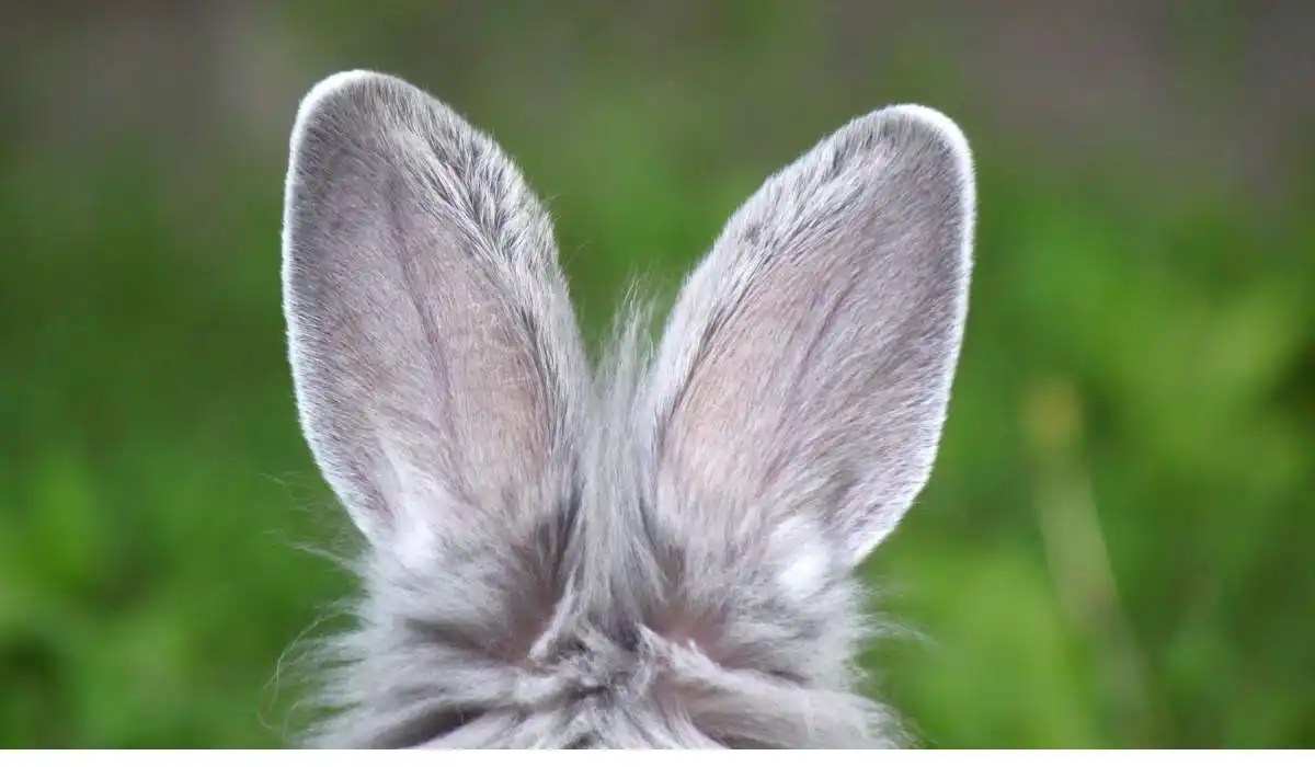 My Rabbits Ears Are Cold My Pets Guide