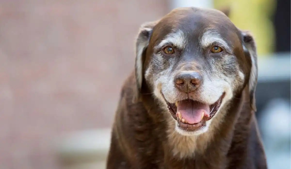 What Is Considered a Senior Dog My Pets Guide