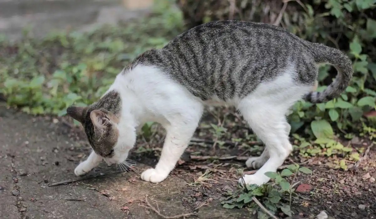 Why Cats Bury Their Poop My Pets Guide