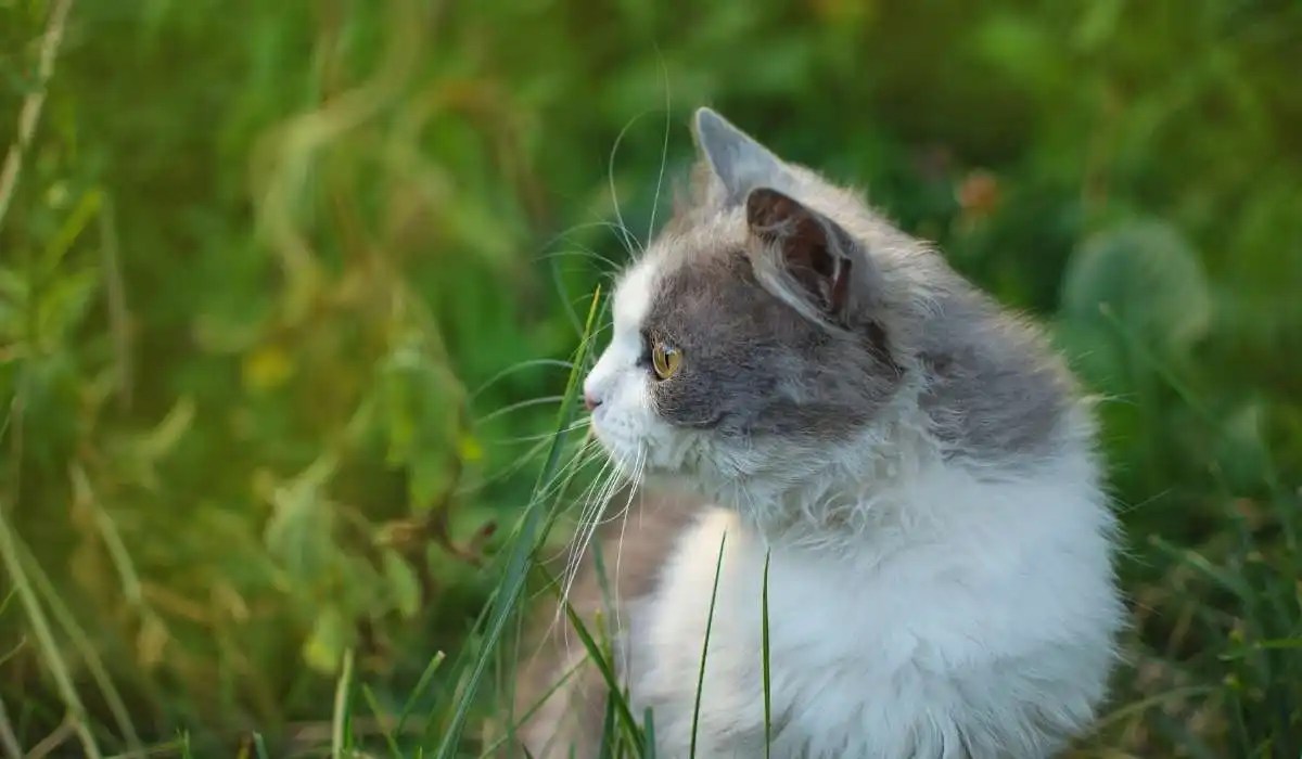 Why Cats Have 9 Lives My Pets Guide