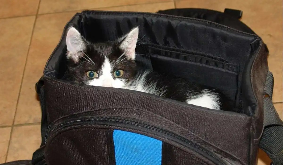 Why Did My Cat Pee on My Bag My Pets Guide