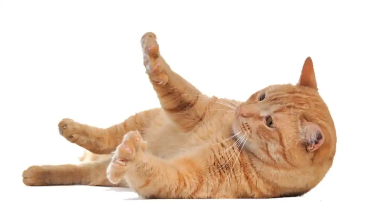 Why Do Cats Fold Their Paws My Pets Guide