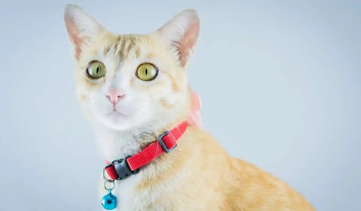 Why Do Cats Hate Oranges My Pets Guide