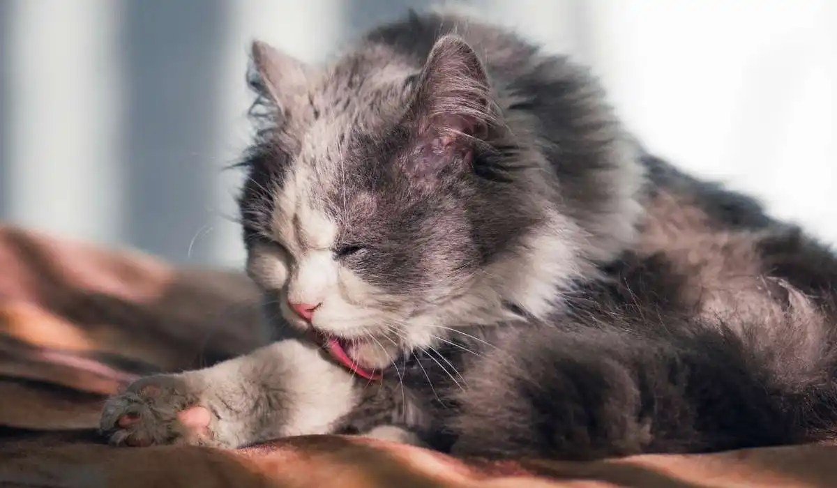 Why Do Cats Lick Their Paws Then Wipe Their Face My Pets Guide