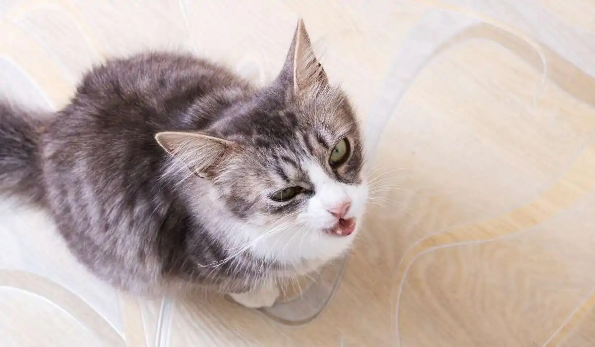 Why Do Cats Meow Before Pooping My Pets Guide