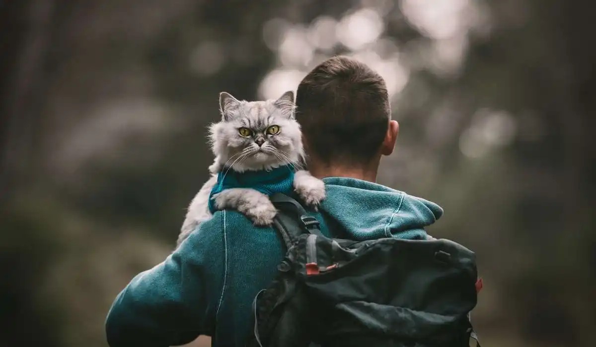 Why Do Cats Pee on Backpacks My Pets Guide
