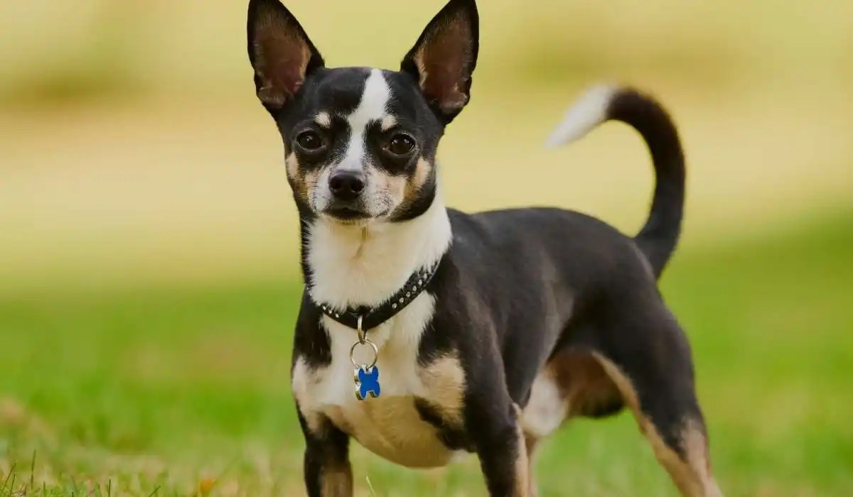 Why Do Chihuahuas Lick Their Lips My Pets Guide