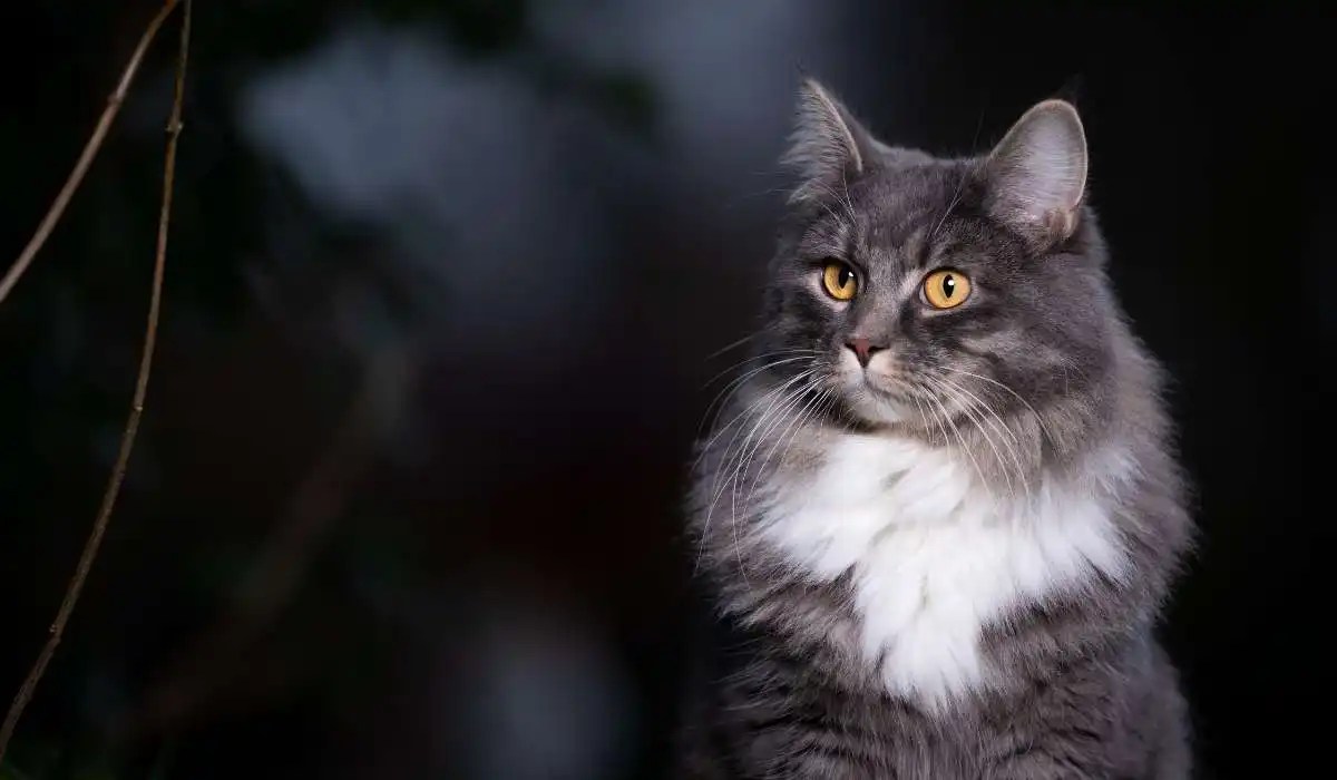 Why Does My Cat Attack Me at Night My Pets Guide