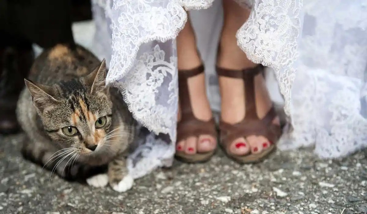 Why Does My Cat Lay on My Feet My Pets Guide