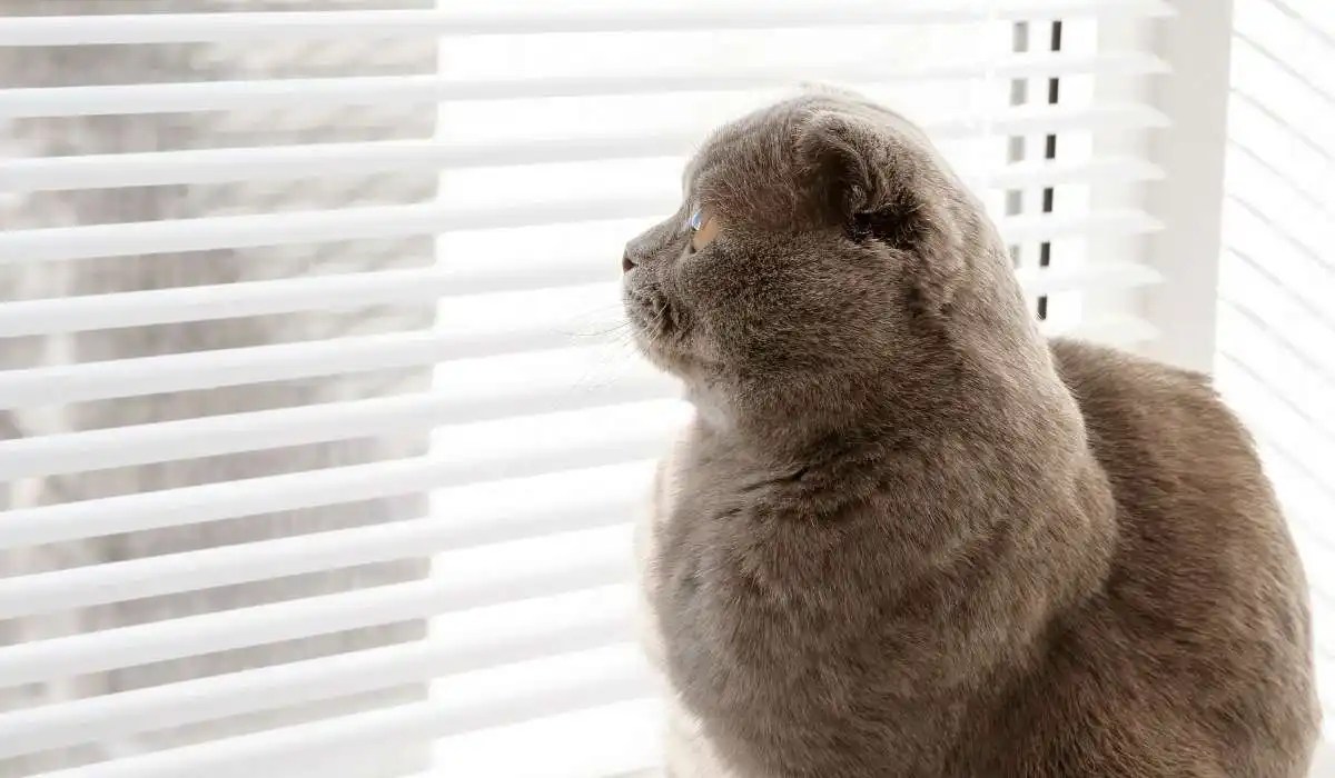 Why Does My Cat Lick the Blinds My Pets Guide