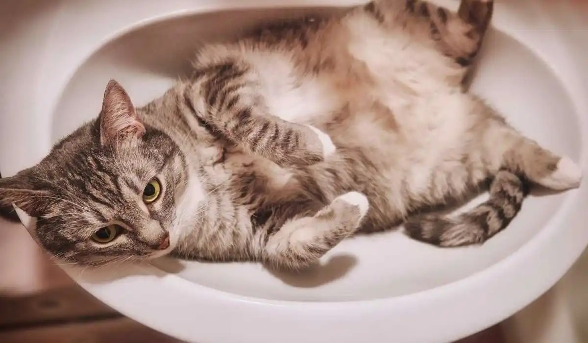 Why Does My Cat Pee in the Sink My Pets Guide