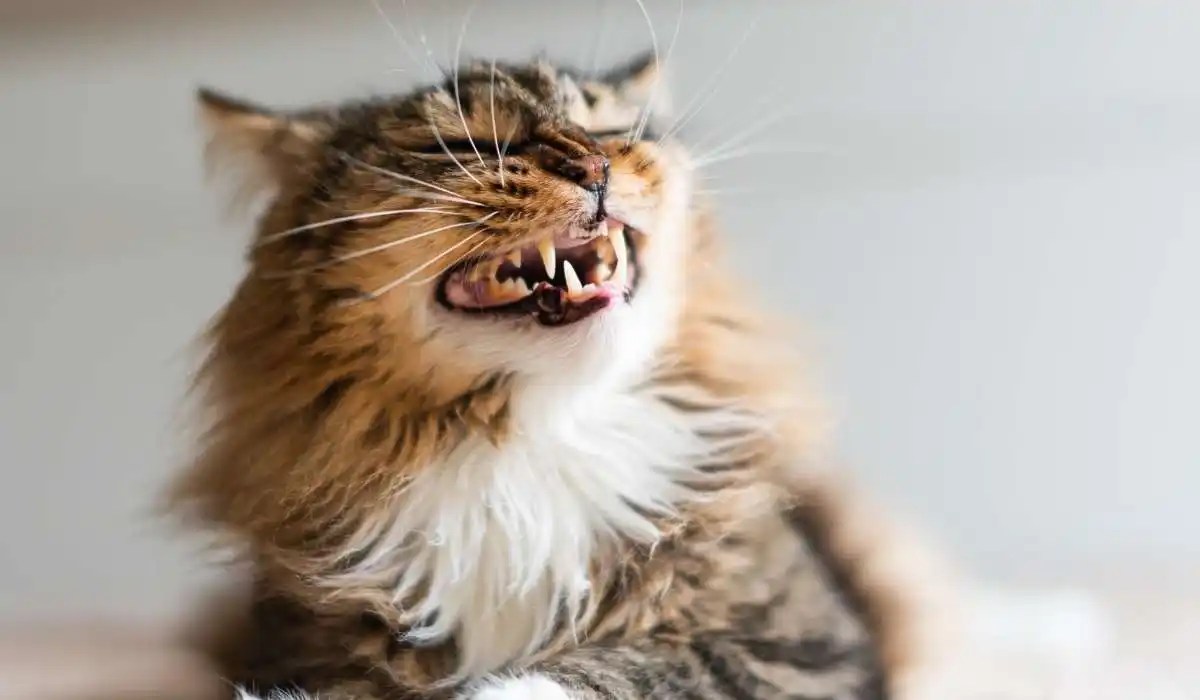 Why Does My Cat Poop When I Poop My Pets Guide