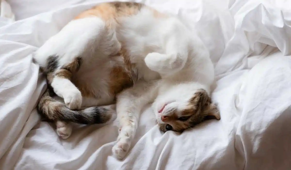 Why Does My Cat Roll in My Dirty Clothes My Pets Guide