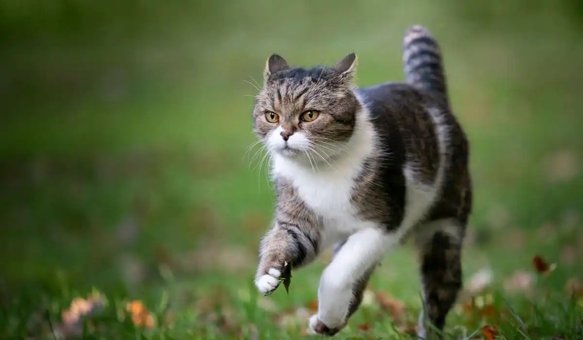 Why Does My Cat Run in Front of Me My Pets Guide