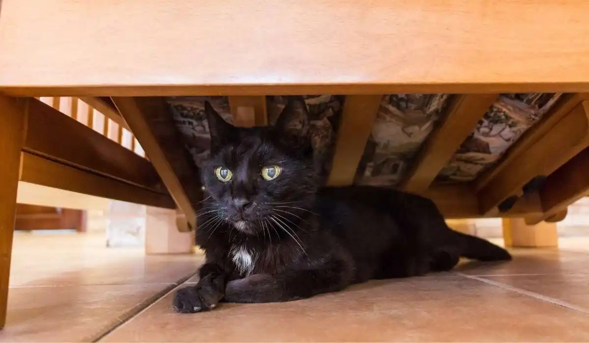 Why Does My Cat Sleep Under My Bed My Pets Guide