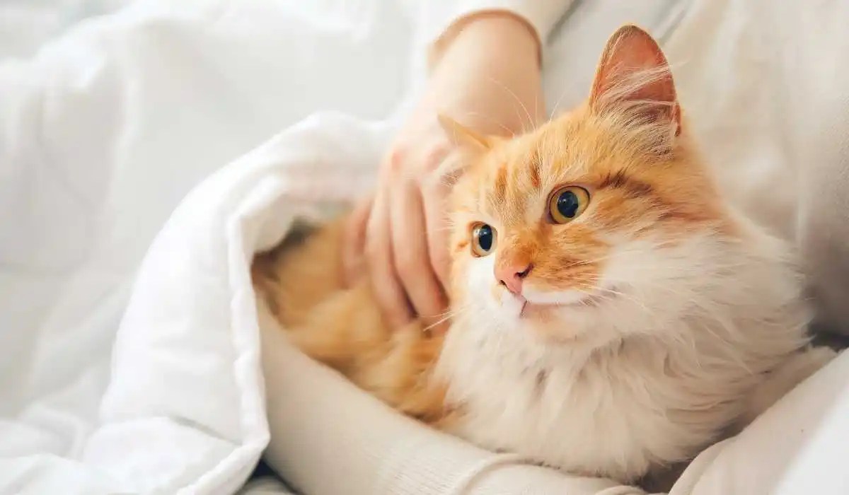 Why Does My Cat Sleep on My Stomach My Pets Guide