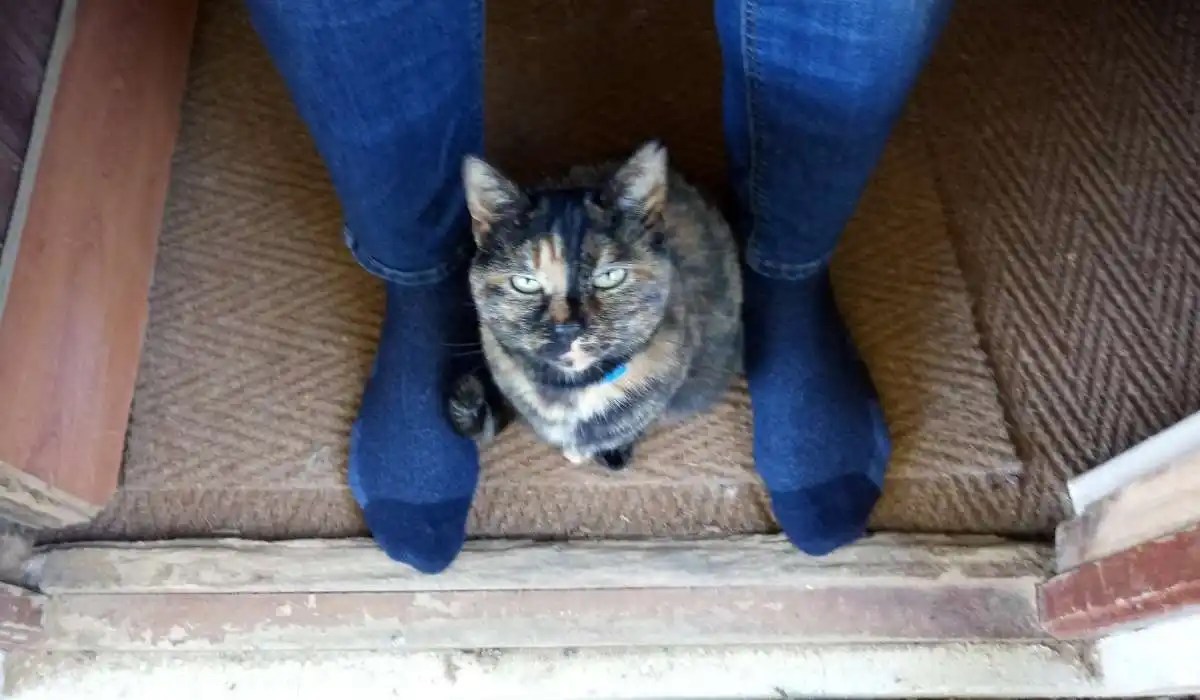 Why Does My Cat Smell My Feet My Pets Guide